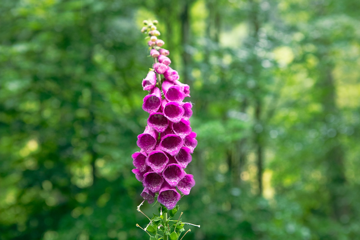 foxglove with purple flowers outdoors on a sunny day