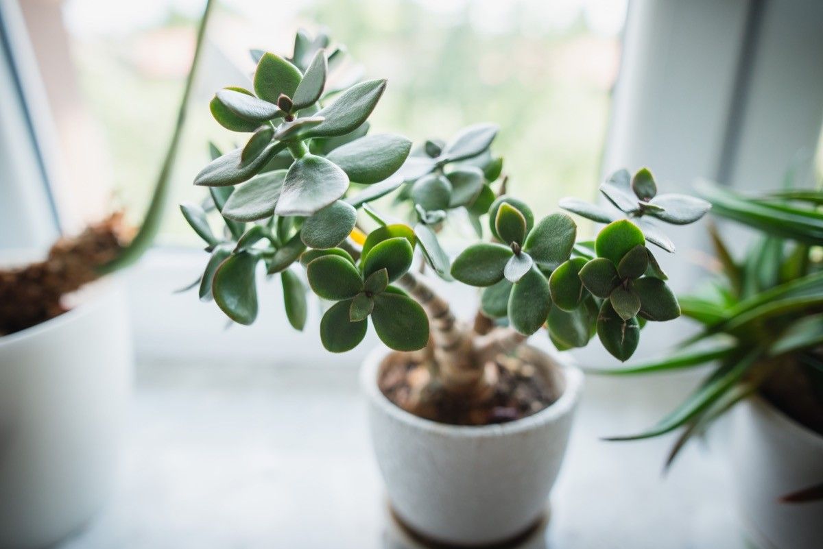 Add a Sponge to the Bottom of the Pot to Save Your Plants — Best Life