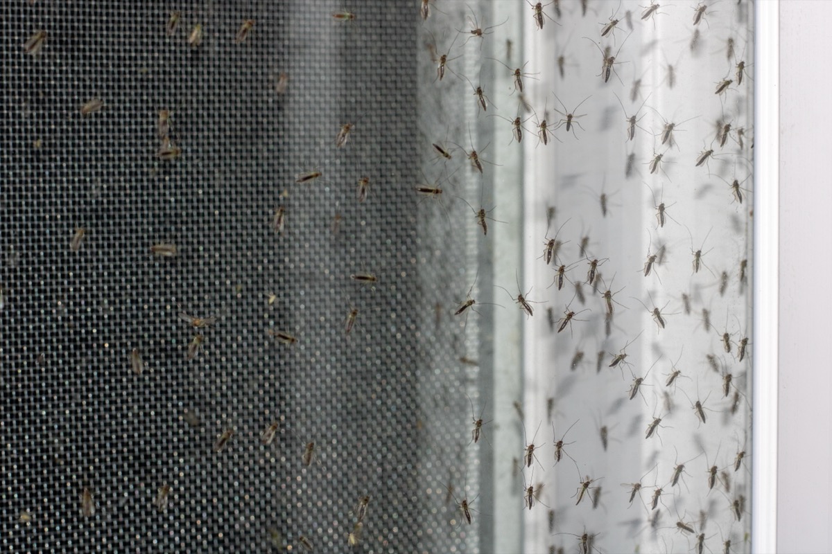 lots of mosquitoes on window screen