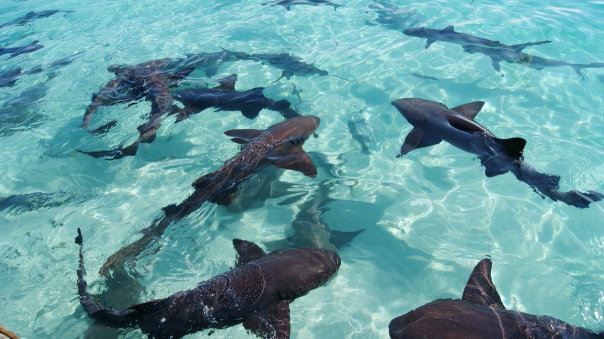 nurse sharks swimming in clear water