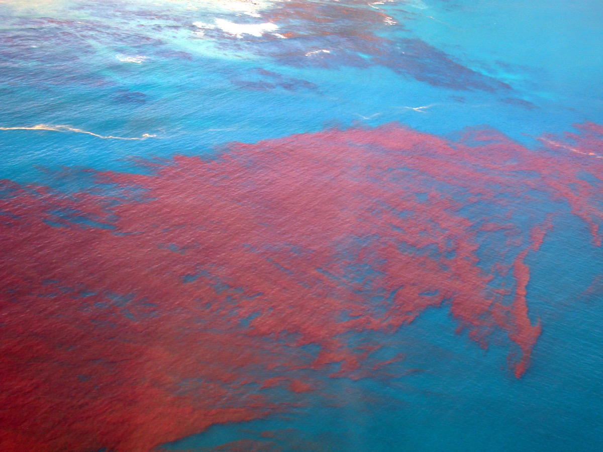 red tide in water