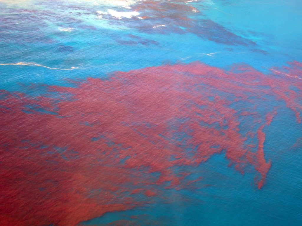 red tide in water