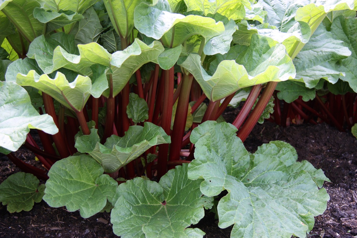 rhubarb plant with full leaves in a garden