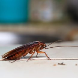 Roach