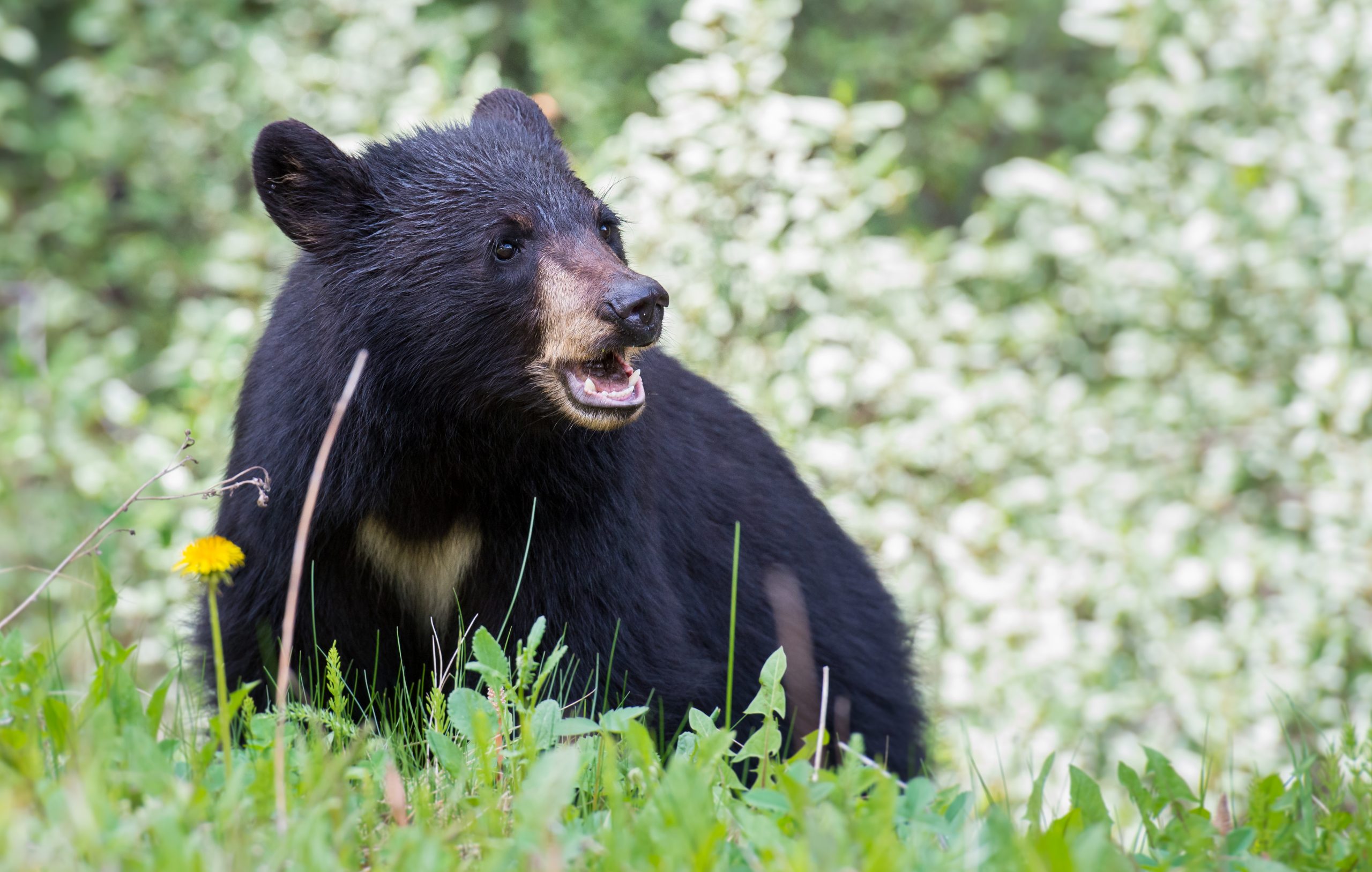 If You Live In These States, Look Out for Black Bears — Best Life