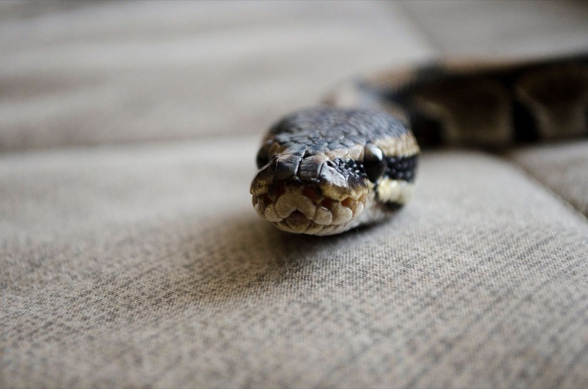 6 Reasons Snakes Come In Your House Experts Say Best Life   Sign Snake In House News 