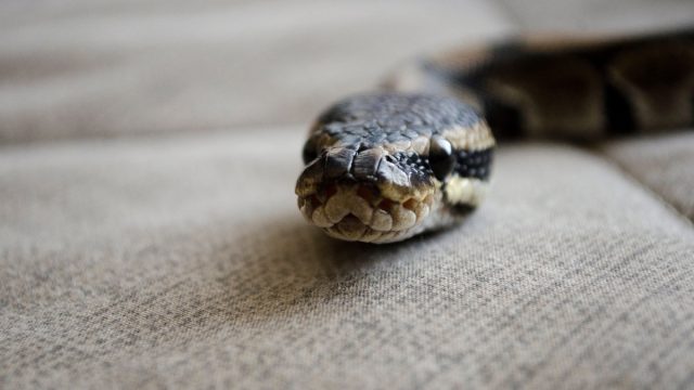 Pipe Snake Animal Facts - A-Z Animals
