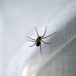 A macro photograph of a brown recluse spider inside a plastic tub. Might be time to call a professional exterminator. Bokeh effect.