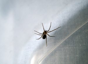 A macro photograph of a brown recluse spider inside a plastic tub. Might be time to call a professional exterminator. Bokeh effect.