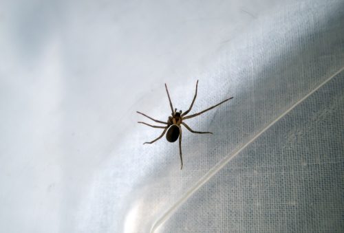 A macro photograph of a brown recluse spider inside a plastic tub. Might be time to call a professional exterminator. Bokeh effect.