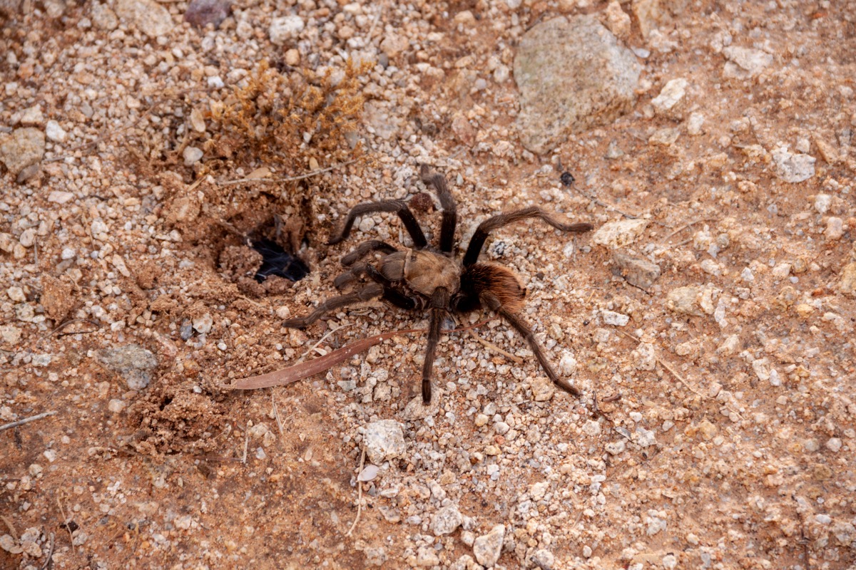 tarantula emerging from hole in dirt