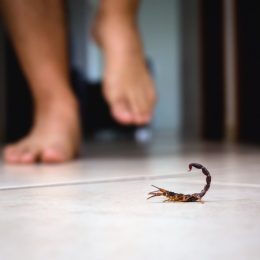 person walking toward scorpion on the floor of home