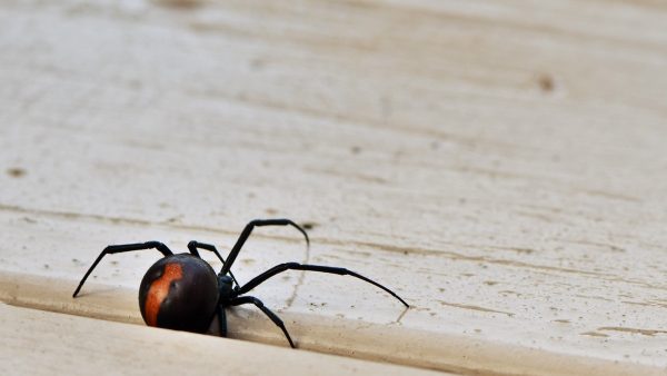 The No. 1 Sign You Have Black Widows in Your Home, Experts Warn