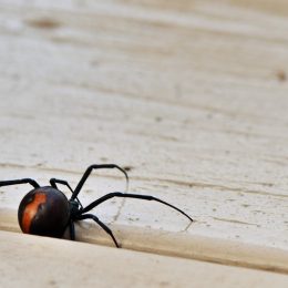 A redback spider, Australia's black widow, a venomous Australian native arachnid on a deck in Wonthaggi on the Bass Coast, South Gippsland, Victoria, Australia
