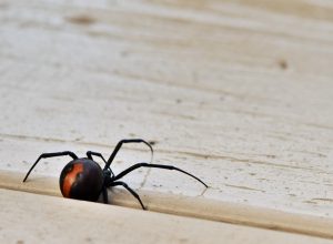 A redback spider, Australia's black widow, a venomous Australian native arachnid on a deck in Wonthaggi on the Bass Coast, South Gippsland, Victoria, Australia