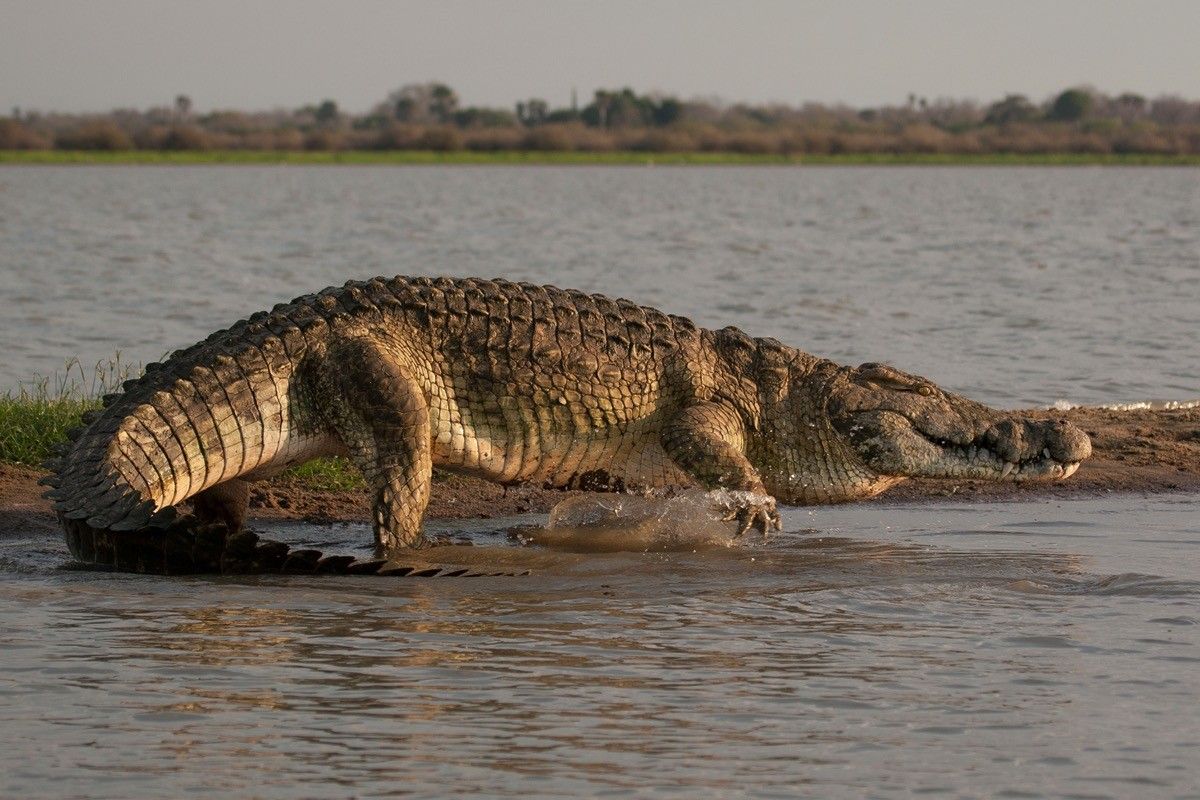 Nile crocodile