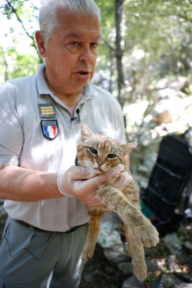 French ghjattu-volpe or "fox-cat"