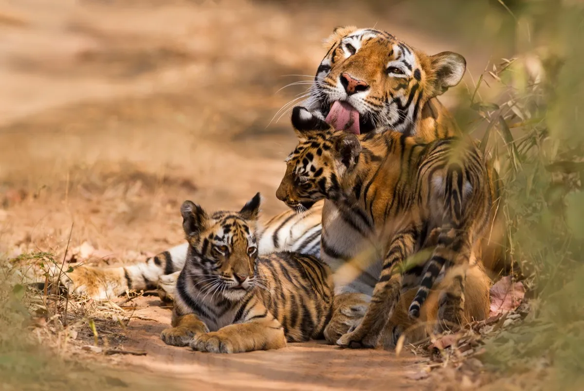 Royal Bengal Tiger and cubs