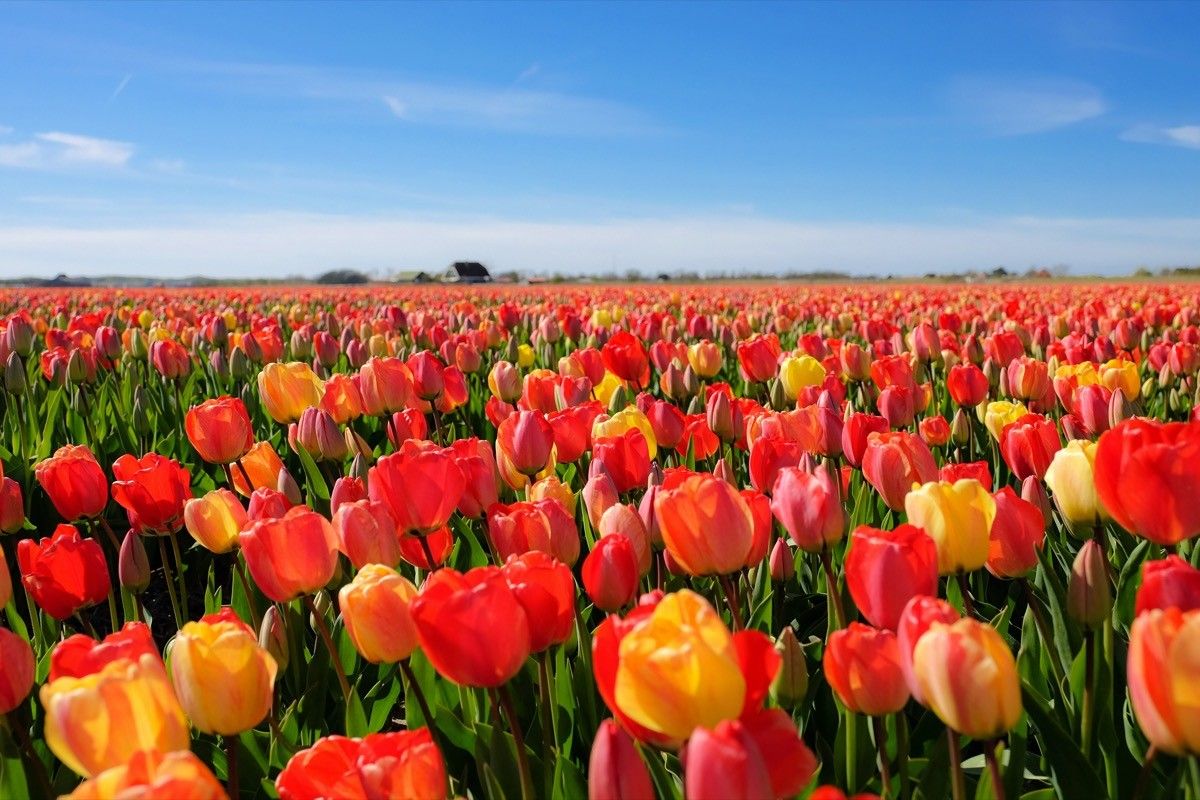 Tulip field