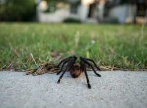 Low Angle View of Tarantula Walking Toward Home From the Street