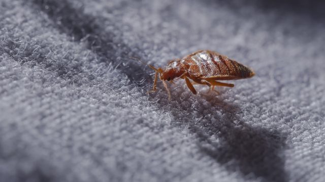 Bed bug at night in the moonlight