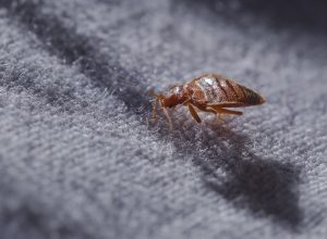 Bed bug at night in the moonlight