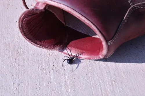 A black widow spider craws in hiking boot.
