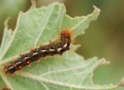 brown tail moth caterpillar on a leaf