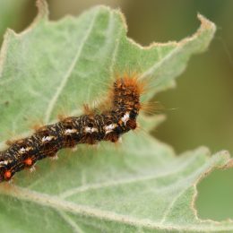 brown tail moth caterpillar on a leaf