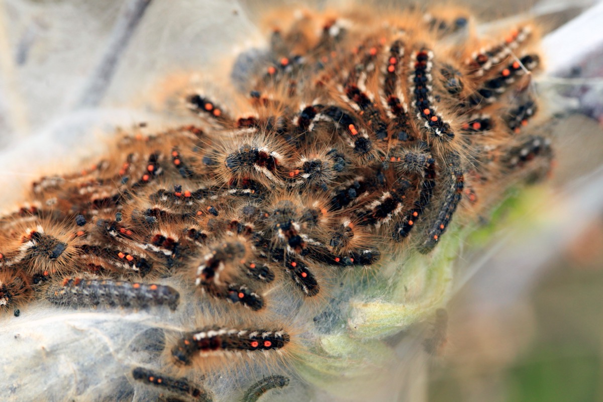 a swarm of browntail caterpillar moths on tree