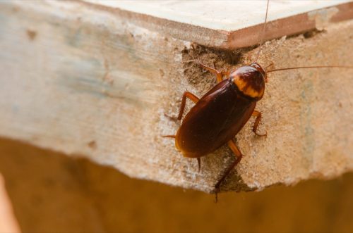 cockroach crawling on wooden surface