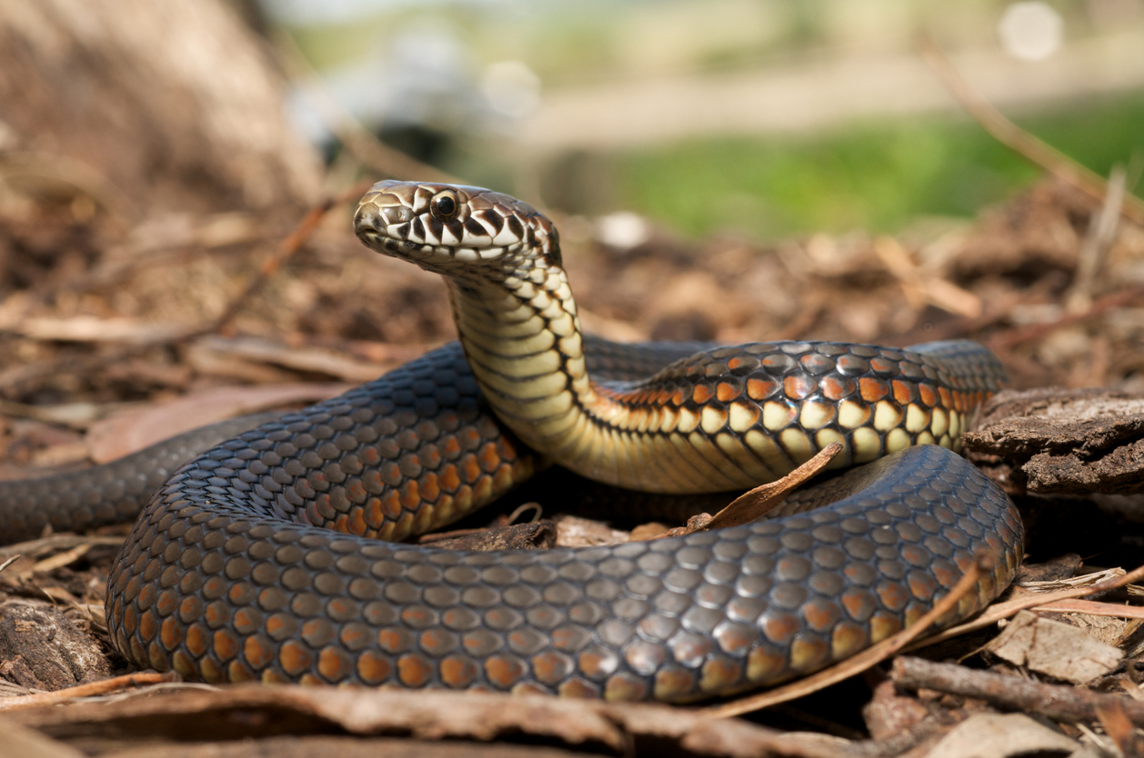 A close up of a copperhead snake sitting on the ground