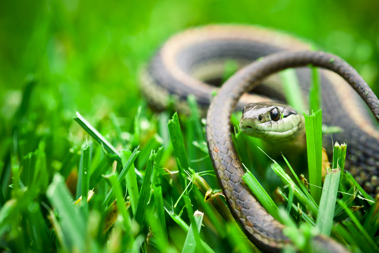 A garter snake sitting in a grassy yard