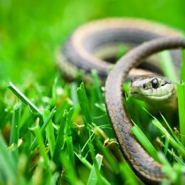 A garter snake sitting in a grassy yard