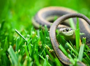 A garter snake sitting in a grassy yard