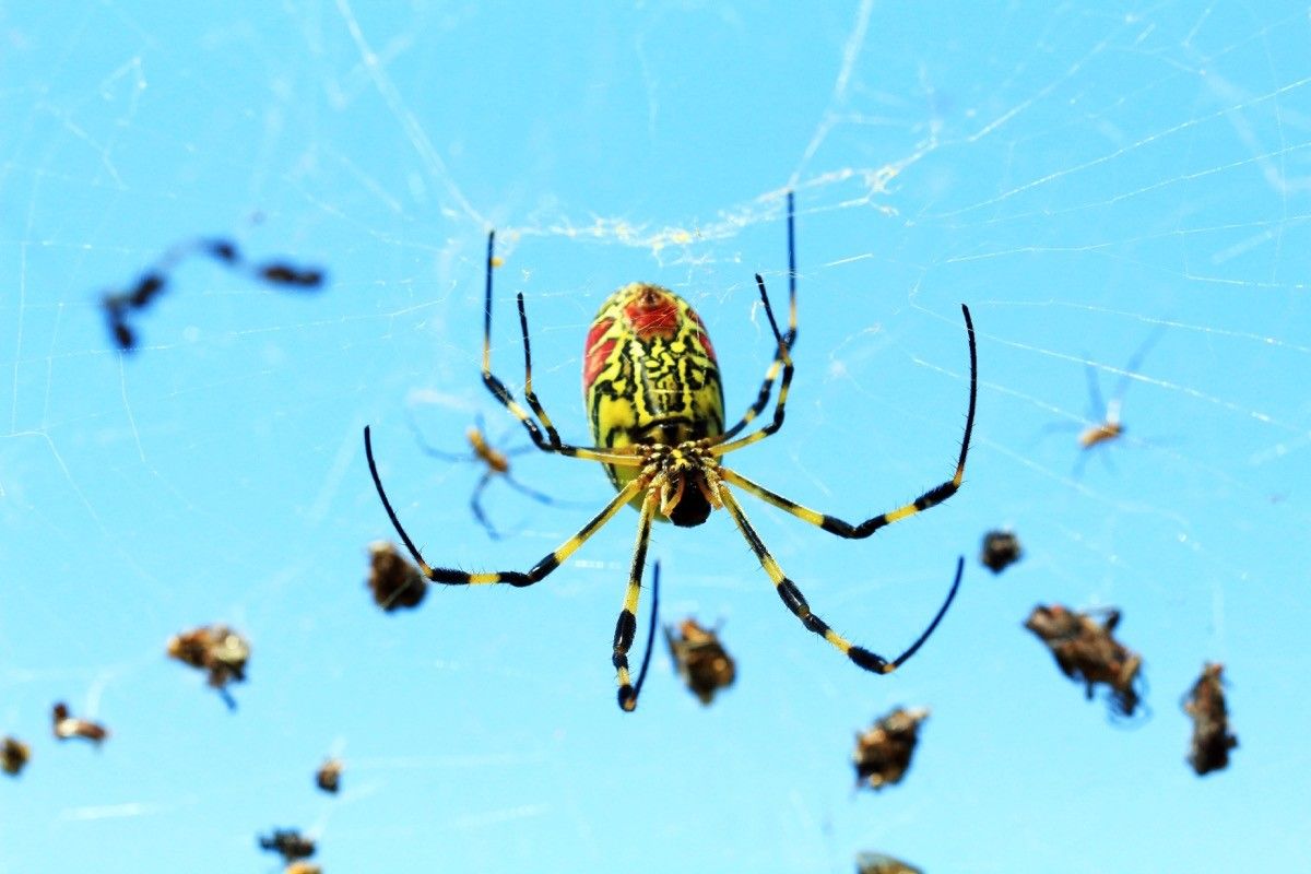 Joro spider is rapidly spreading in the U.S. They're not after you.