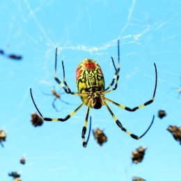 Nephila clavata, also known as the Joro spider, is a member of the golden orb-web spider genus.The spider can found throughout Japan except Hokkaido, in Korea Taiwan and China.South Of Korea 2017