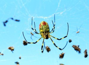 Nephila clavata, also known as the Joro spider, is a member of the golden orb-web spider genus.The spider can found throughout Japan except Hokkaido, in Korea Taiwan and China.South Of Korea 2017