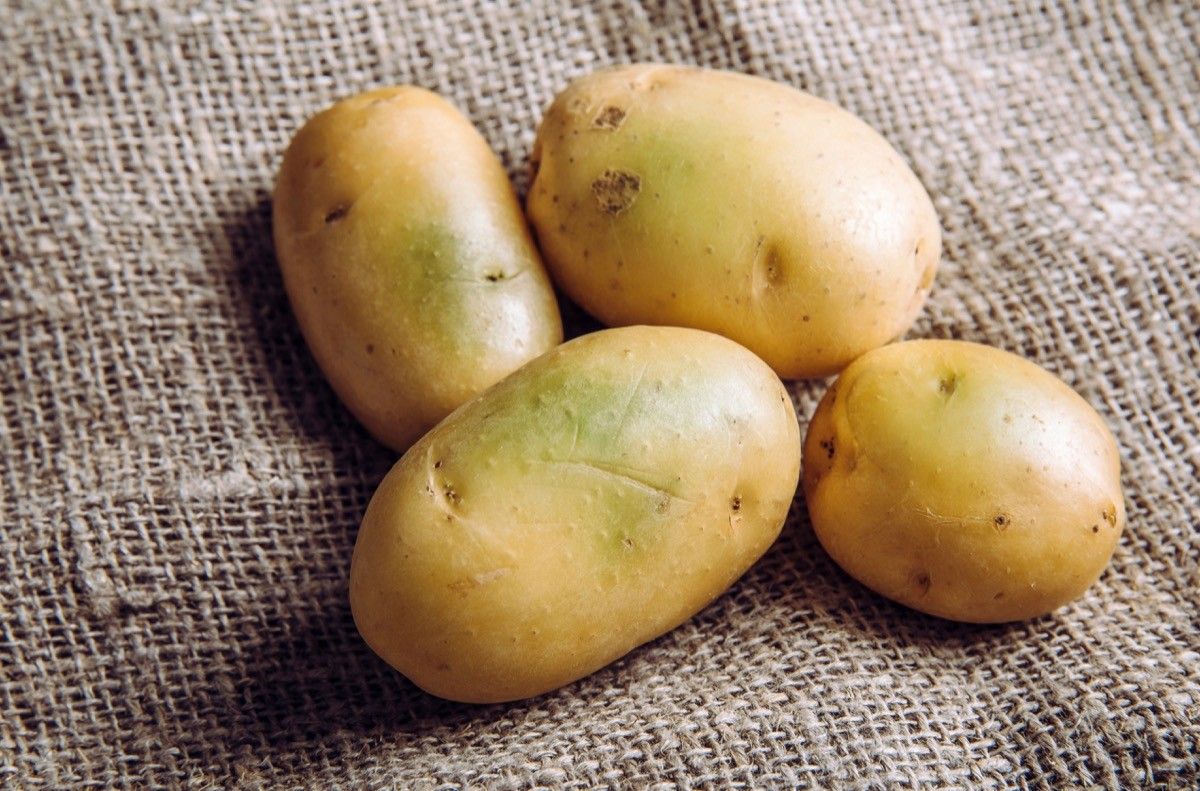 Sunlight and warmth turn potatoes skin green witch contain high levels of a toxin, solanine which can cause sickness and is poisonous. Do not buy and eat green potatoes! Heap on sackcloth.