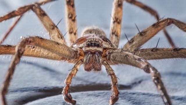 common huntsman spider close up