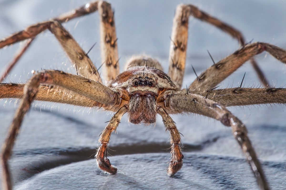 golden huntsman spider