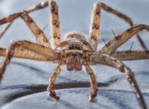 common huntsman spider close up