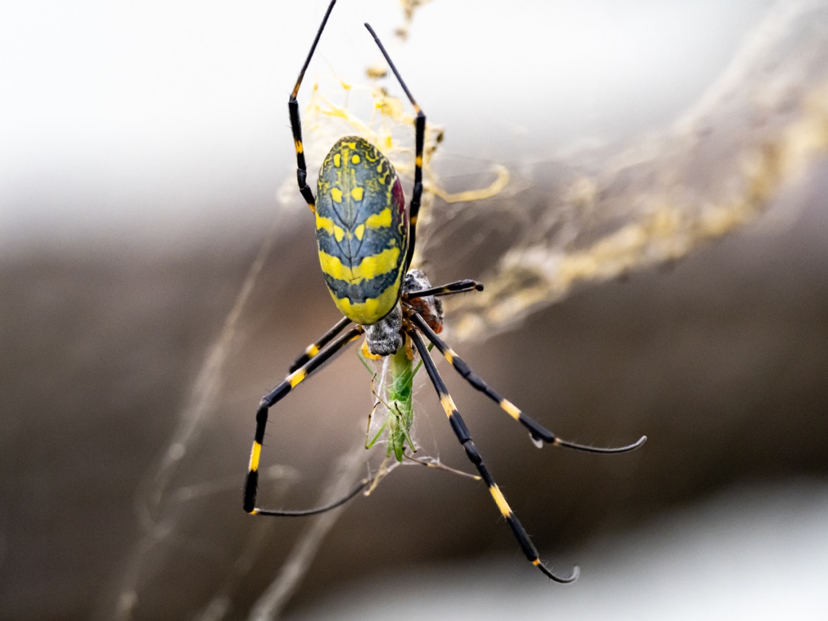 Die japanische Guru-Spinne, eine Art Goldkugelweber, Trichonephila clavata, ernährt sich von einer kleinen Heuschrecke in einem Wald in der Nähe von Yokohama, Japan.