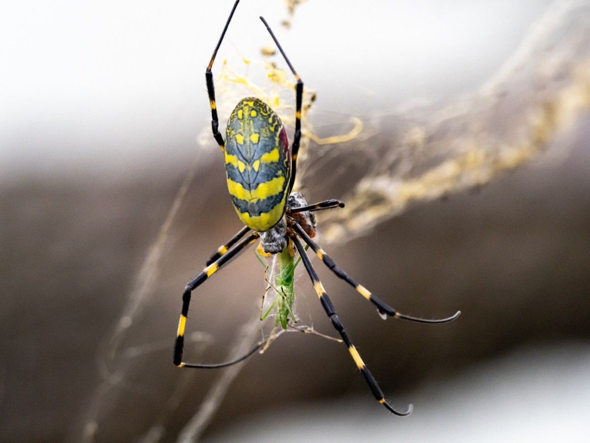 Joro spiders aren't scary. They're shy.