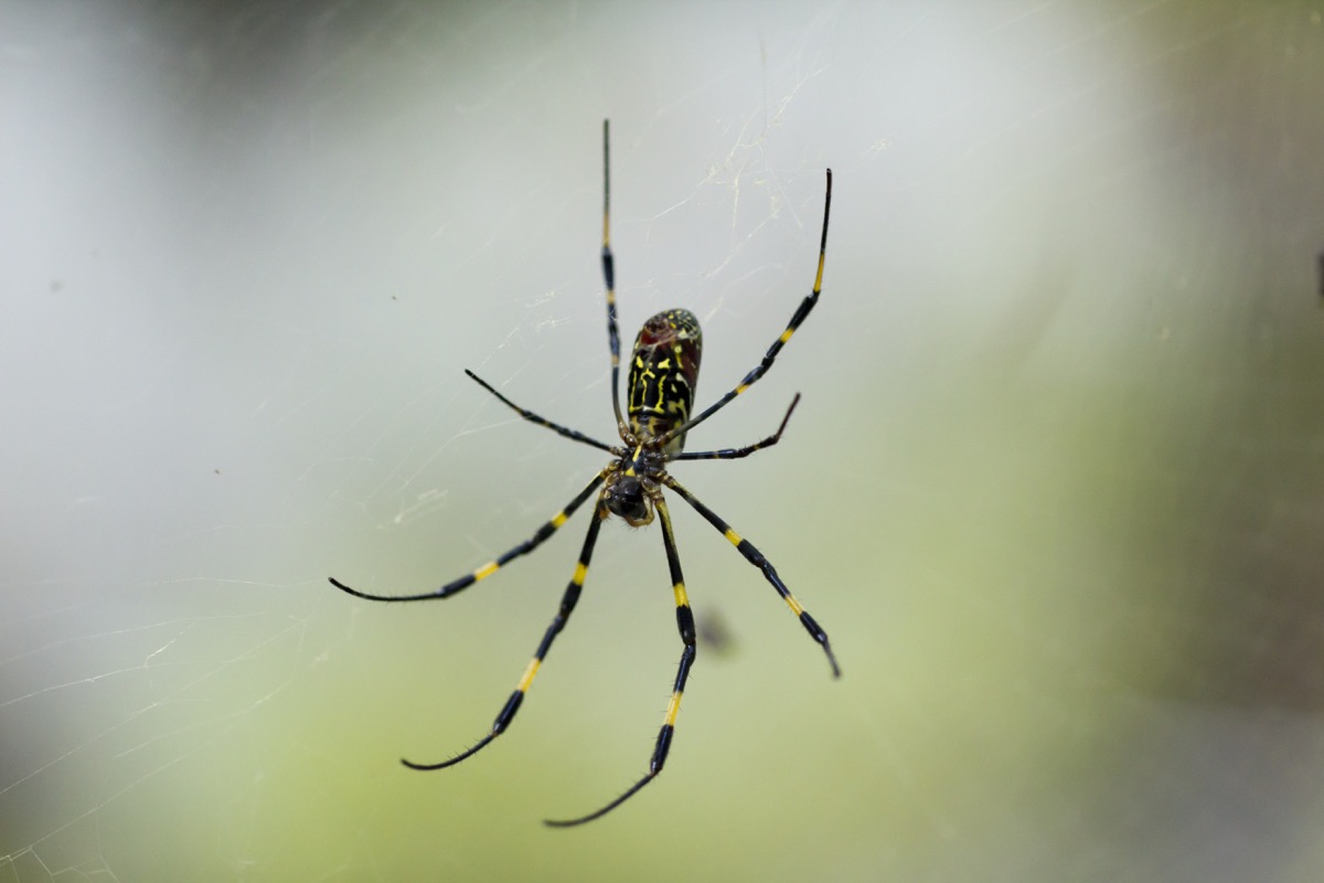 "Nephila clavata is a spider found in East Asia, and is a member of the golden orb-web group."