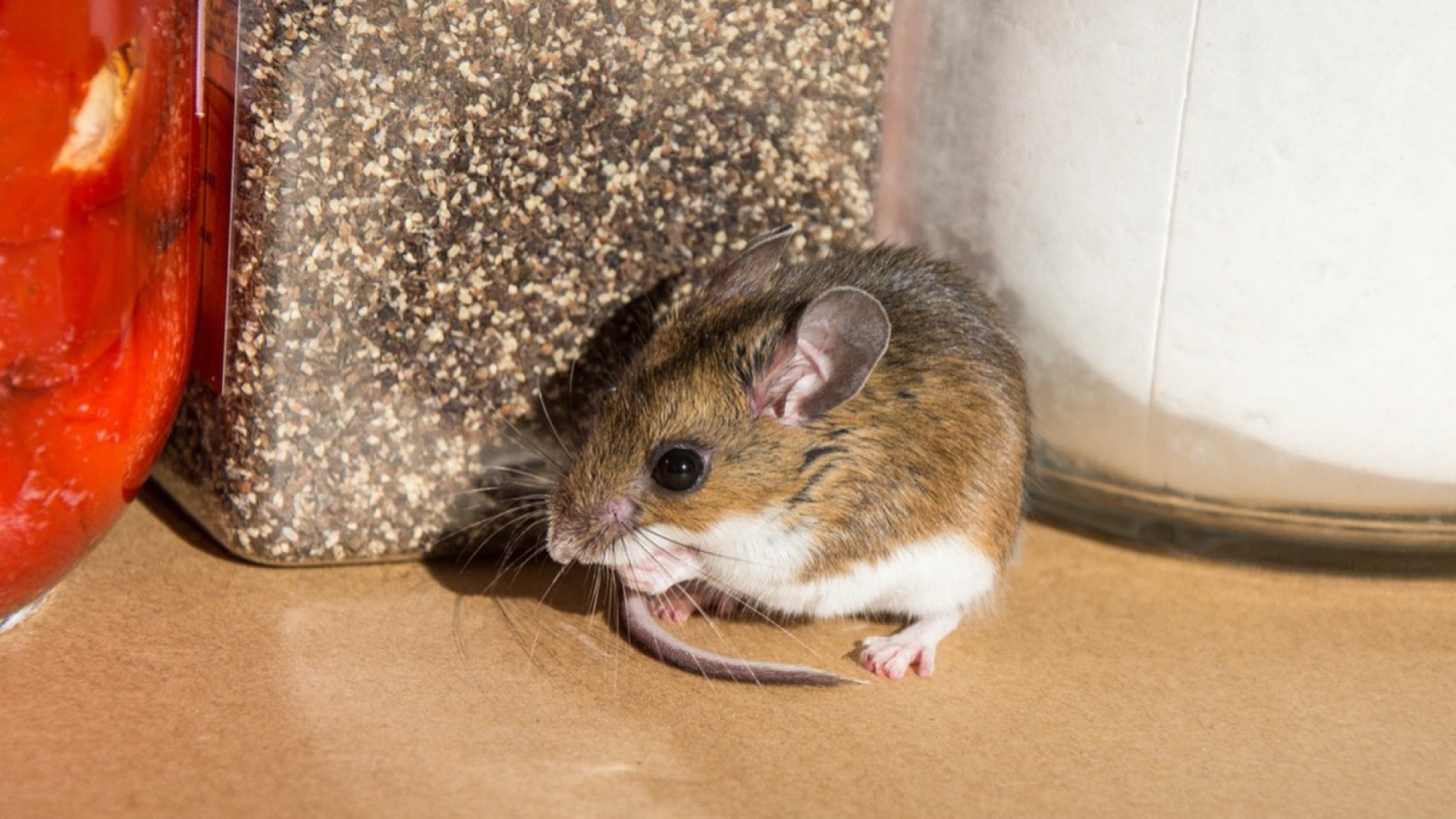 7 Cleaning Habits That Attract Mice, Warn Pest Control Experts — Best Life