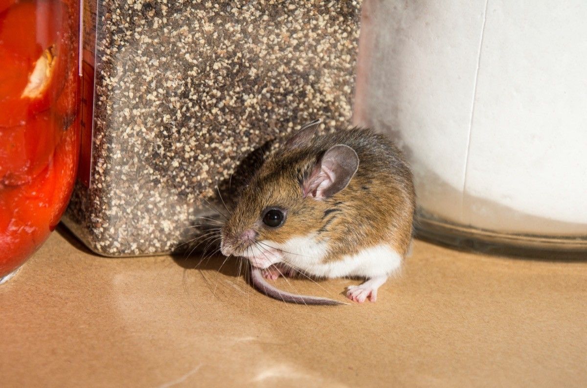 If You Notice This Smell at Home, You Could Have Mice, Experts Warn ...