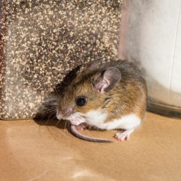 mouse on kitchen counter amid food jars