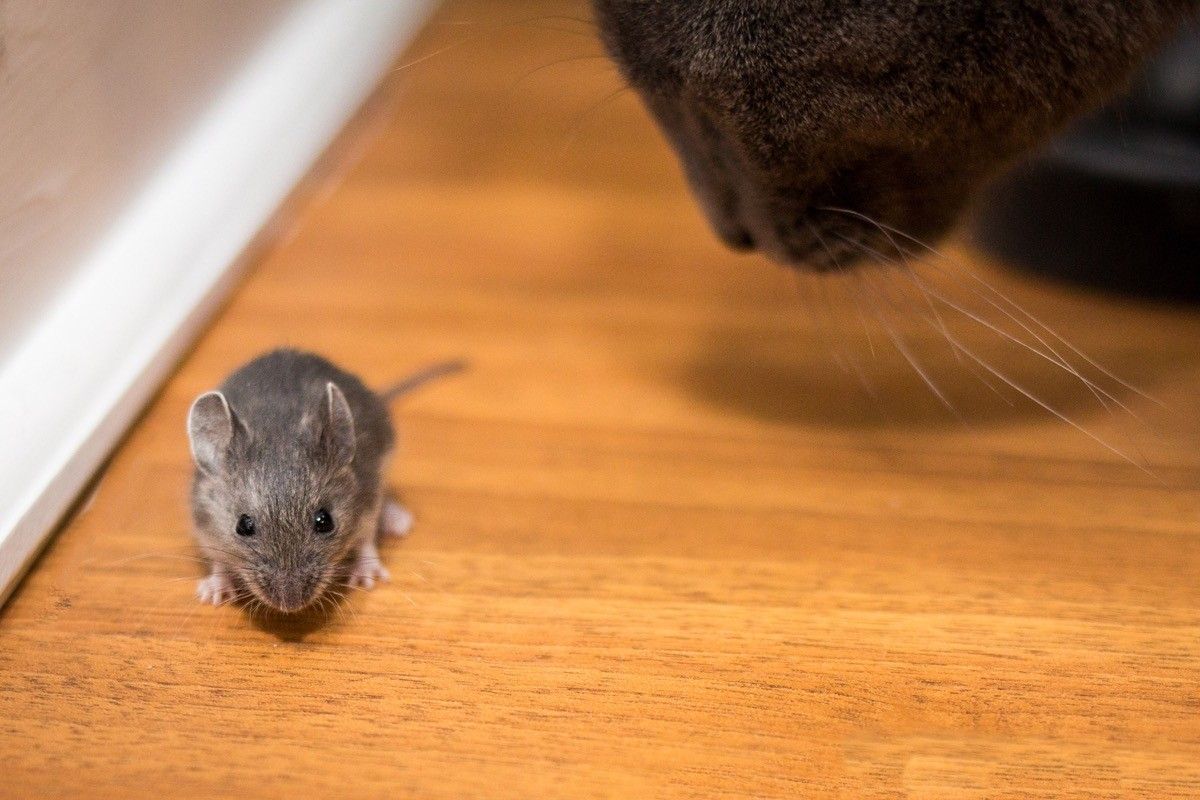 Mouse proof shop cat food bowl