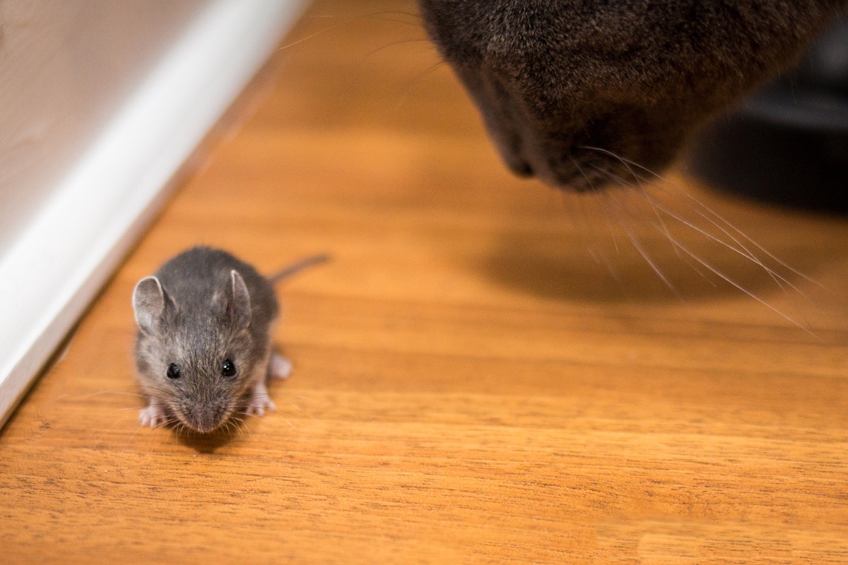 If You're Not Cleaning Up Pet Food, You’re Inviting Mice to Your Home